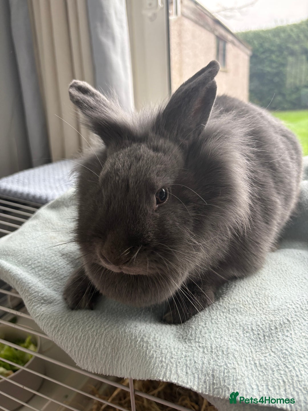 Mini Lion Lop rabbits for sale: Female Mini Lop Lionhead Rabbit – Indoor Only  - Advert 3