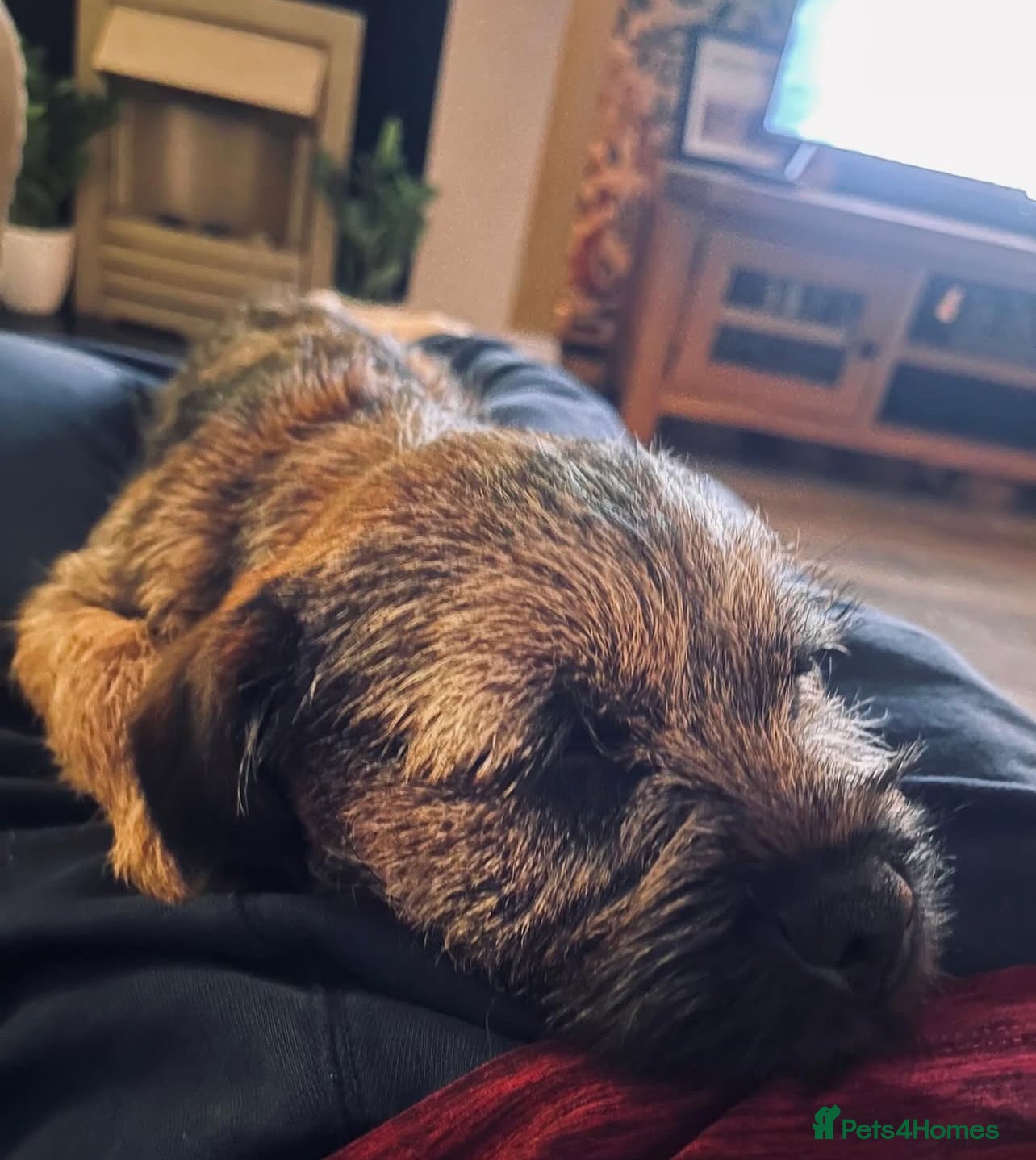 Border Terrier dogs Beautiful female border terrier  - Advert 1