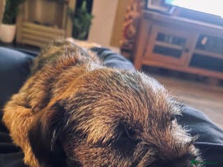 Border Terrier dogs Beautiful female border terrier - Advert 1