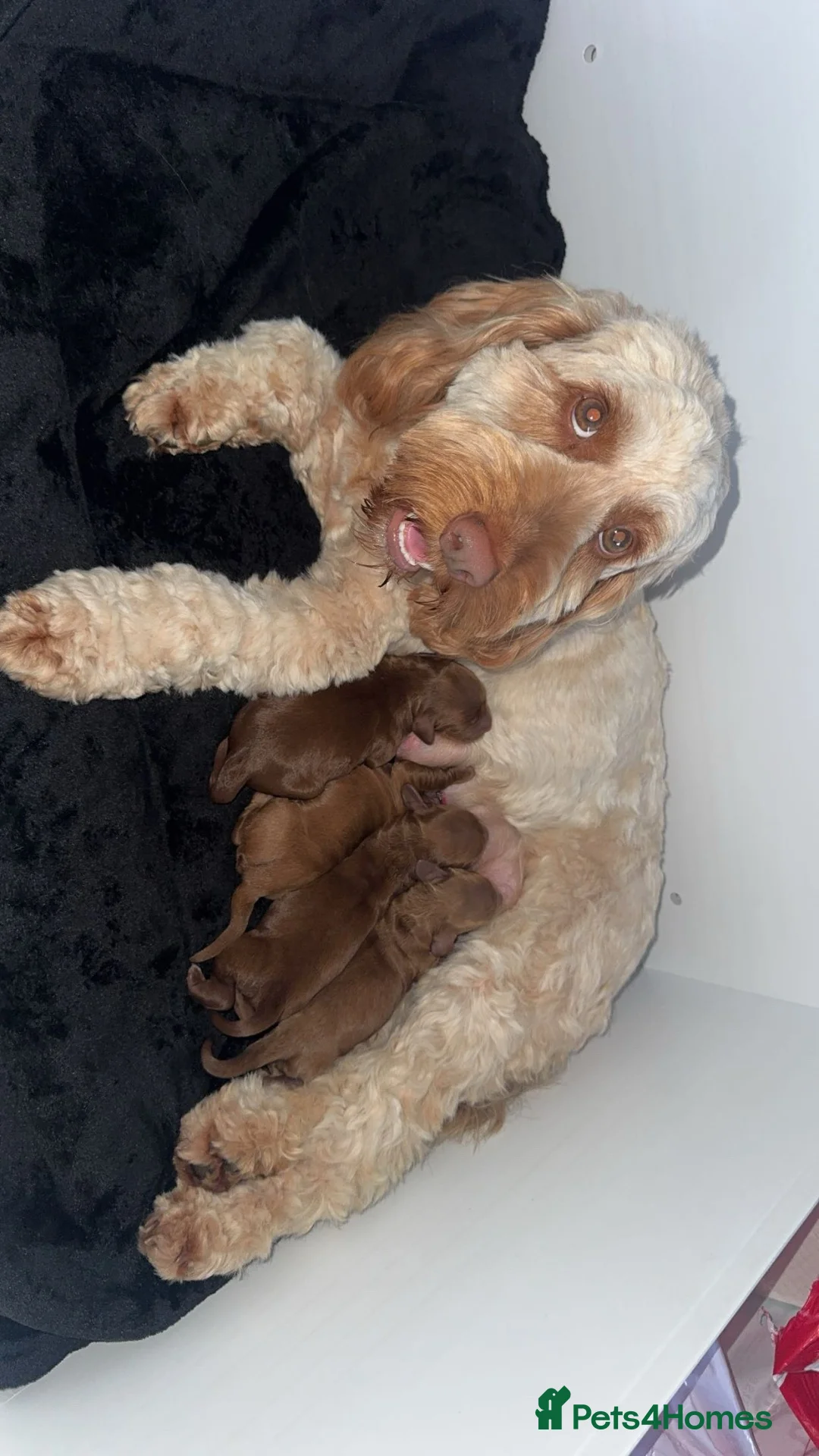 Cockapoo dogs for sale: F1B miniature cockapoos in Peterlee - Advert 7
