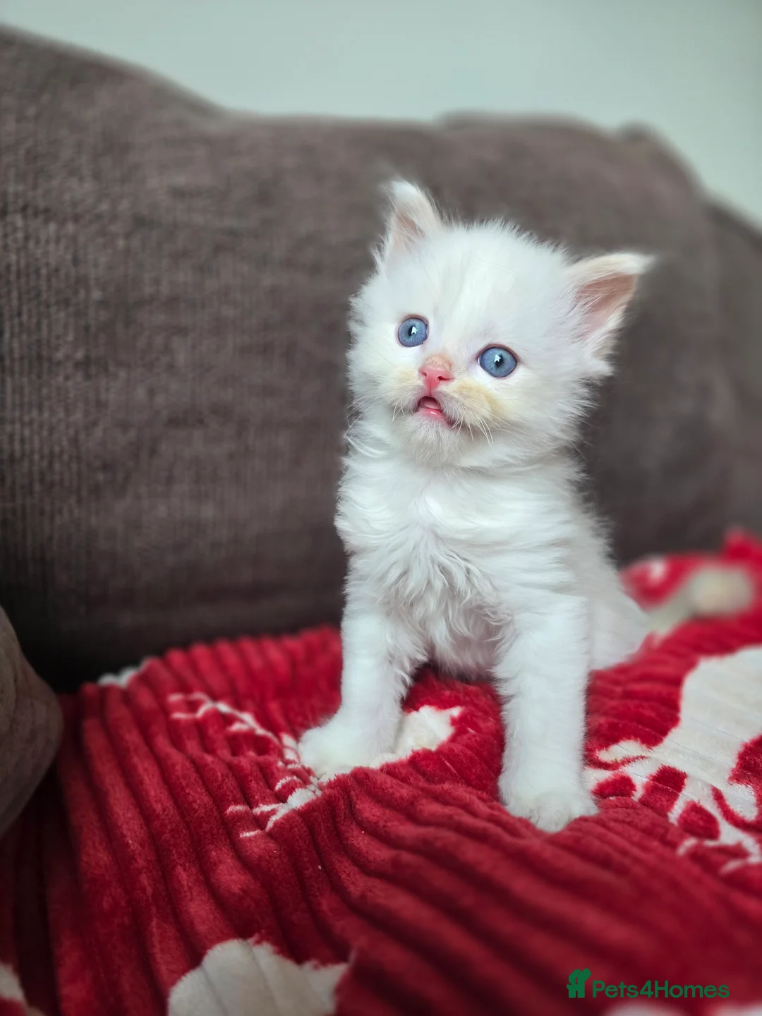 Ragdoll cats for sale: Gorgeous boy looking for loving home - Advert 6