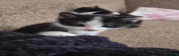Domestic Shorthair cats for sale: Gorgeous tuxedo and mixed litter - Advert 10