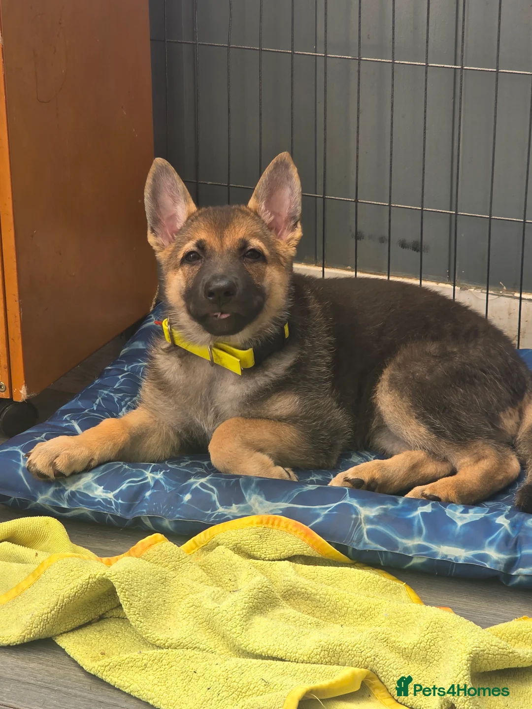 German Shepherd dogs for sale: German shepherd pups - Advert 2