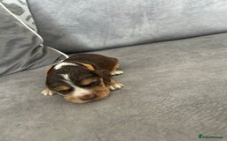 Cocker Spaniel dogs for sale: ✨show type cocker spaniel ✨ - Image 10