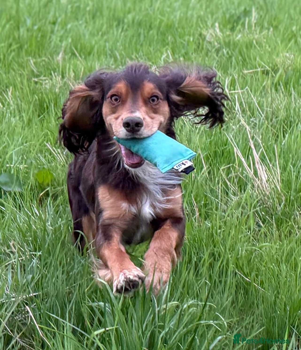 Cocker Spaniel dogs Stunning Cocker Spaniel for stud - Advert 1