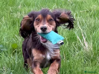 Cocker Spaniel dogs Stunning Cocker Spaniel for stud - Advert 1