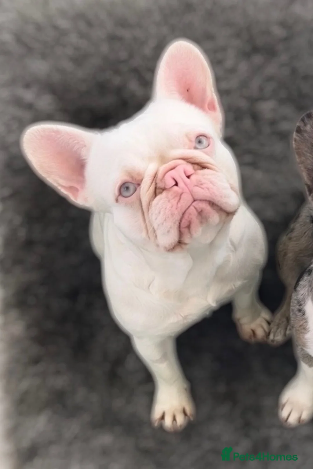 French Bulldog dogs for sale: Spayed 2 year old female French bulldog  - Advert 1