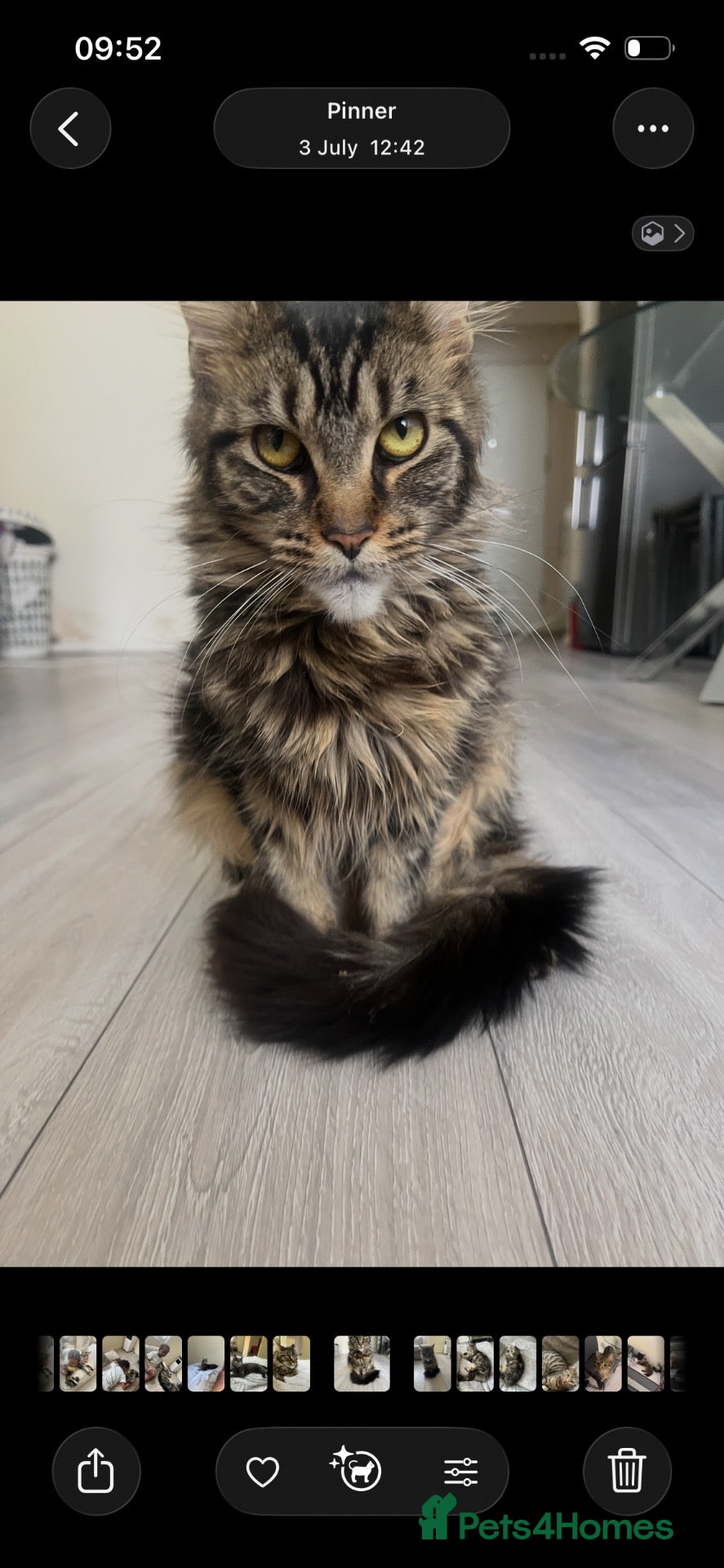 Maine Coon cats Maine coon chocolate tabby  - Advert 3