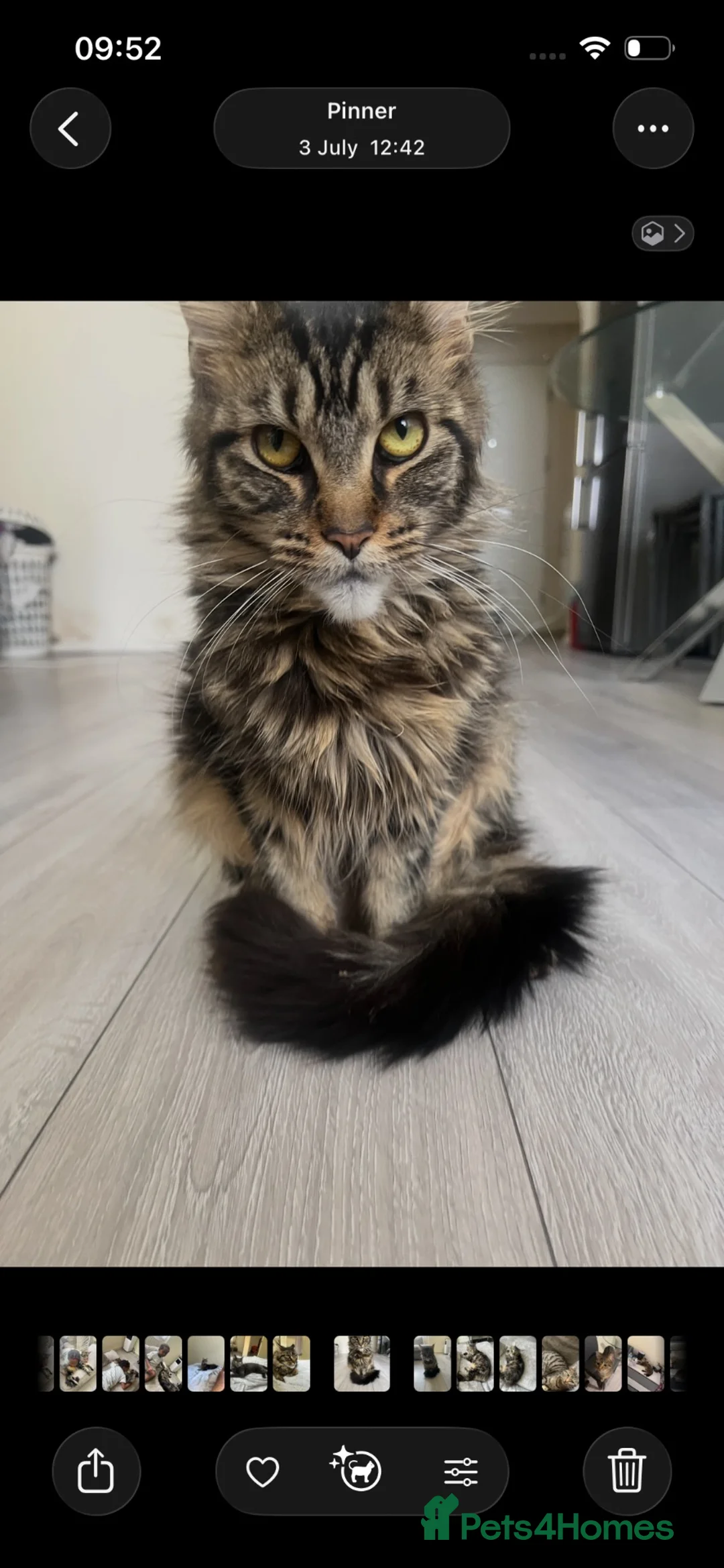 Maine Coon cats for sale: Maine coon chocolate tabby  - Advert 1