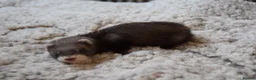 Ferret rodents for sale: Beautiful Kits  in Peterlee - Advert 20