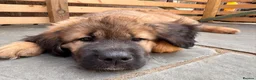 Saint Bernard dogs for sale: Giant Floof pups for sale - Advert 10