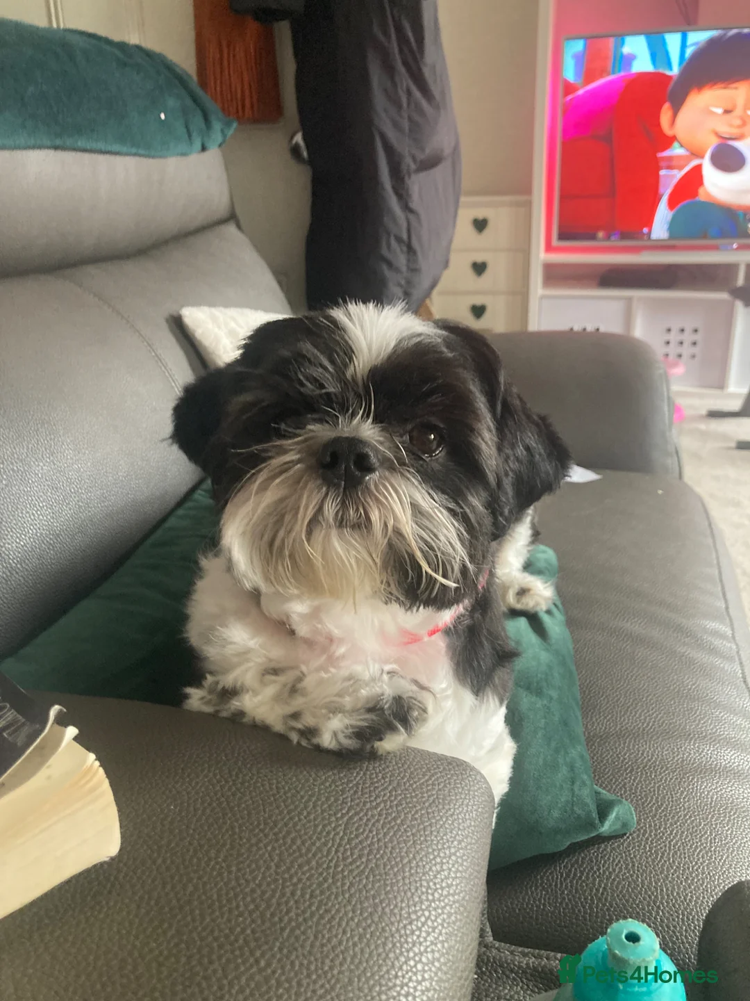 Shih Tzu dogs for sale: 2 Year old Male Shih Tzu  - Advert 1