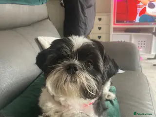 Shih Tzu dogs 2 Year old Male Shih Tzu - Advert 6