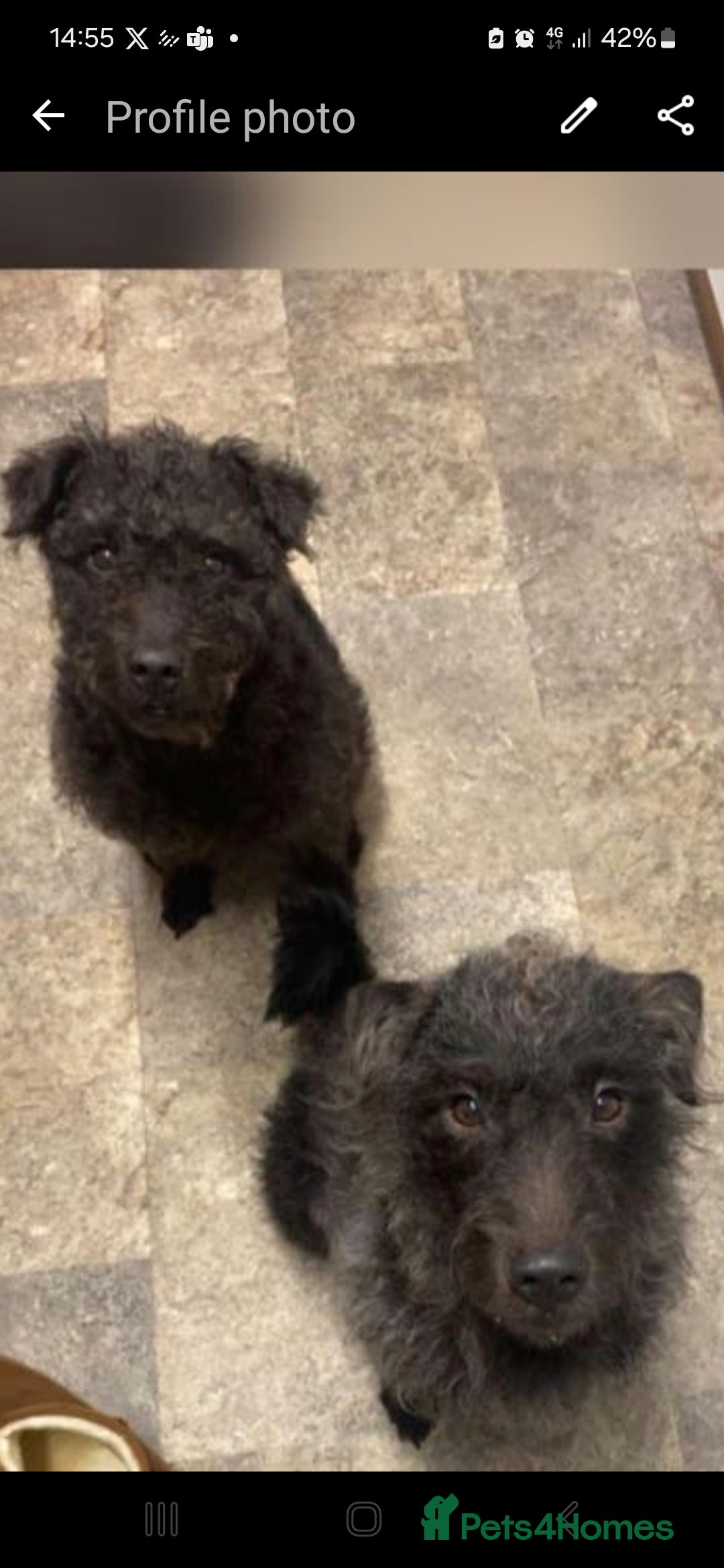Mixed Breed dogs for sale: Dougal/patterdale terrier  - Advert 4
