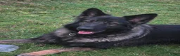 German Shepherd dogs for stud: 2year old Male for stud  - Advert 9