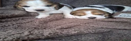 Beagle dogs for sale: Champion Tri-Color Beagles pups! in Doncaster - Advert 13