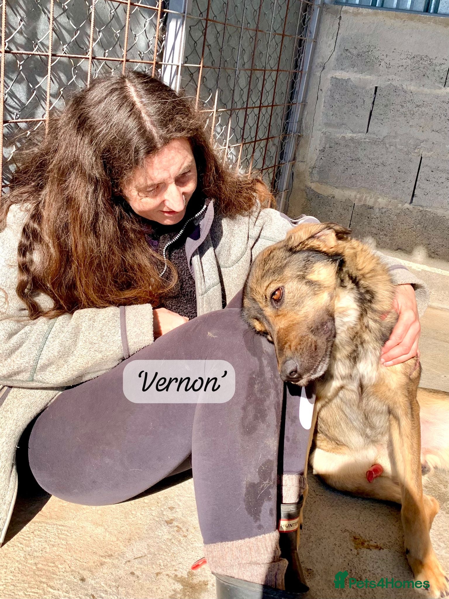 Mixed Breed dogs Vernon, 2 yrs approx. AVAILABLE FOR ADOPTION - Advert 16