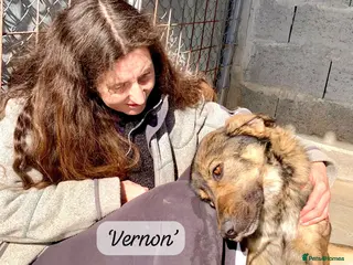 Mixed Breed dogs Vernon, 2 yrs approx. AVAILABLE FOR ADOPTION - Advert 16