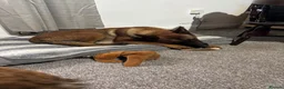 Belgian Shepherd Dog dogs for sale: 15 month old Belgian malinois - Advert 10