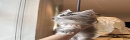 Maine Coon cats for sale: 💗RARE💗Imported lines, exceptional MC kittens😻⭐️ - Advert 30