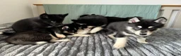 Mixed Breed dogs for sale: Crufts Line Husky x Malamute - Health tested 🐾 - Advert 6