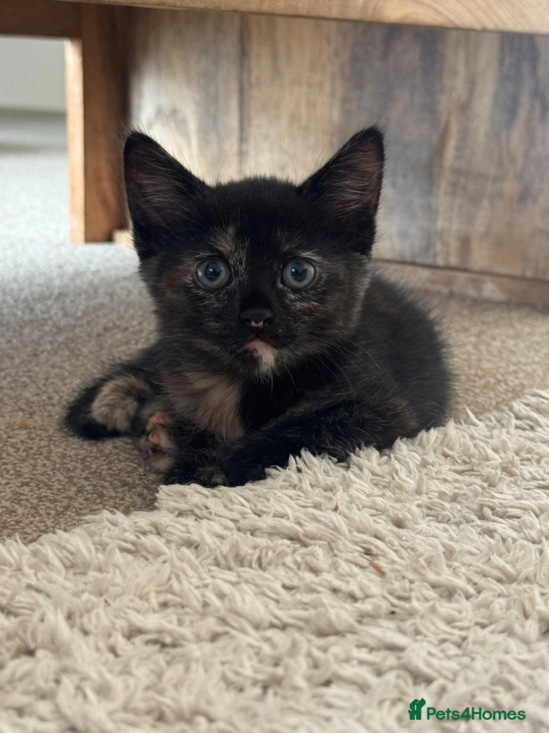 Mixed Breed cats for sale: Main coon X kittens  - Advert 4