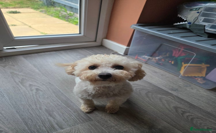 Maltipoo dogs - Advert 1