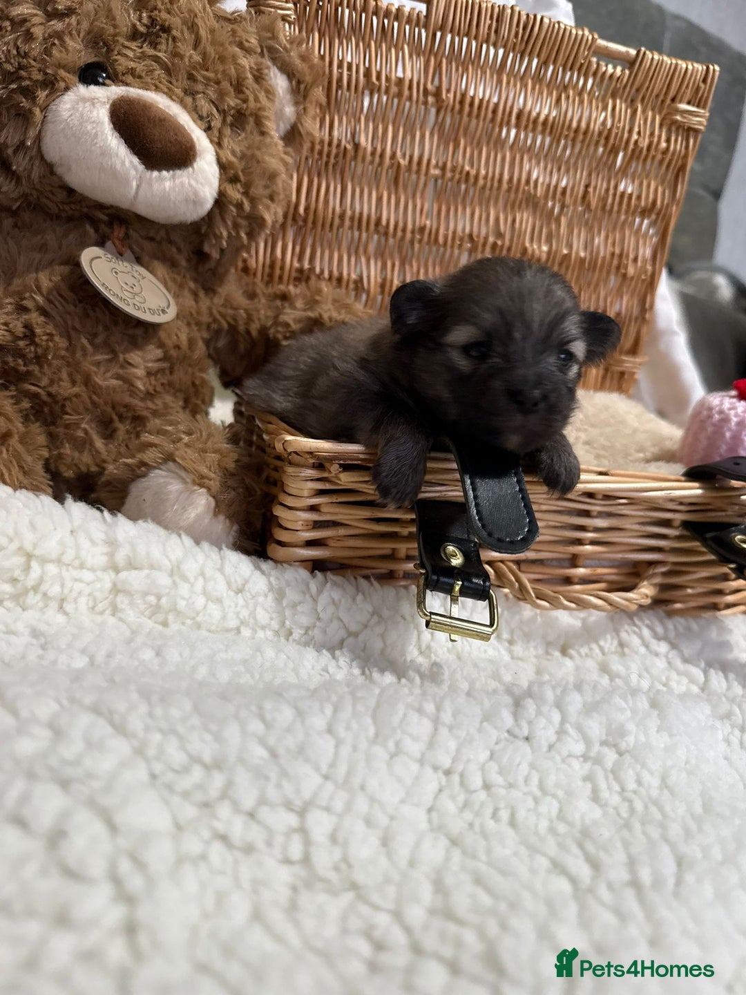 Pomeranian dogs for sale: Kc rainbow 🌈 Pomeranians  - Advert 5