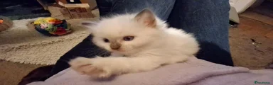 Constance  (Available) 
