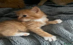 Mixed Breed cats for sale: Fluffy ginger & short fur calico 🐱🤩 - Image 21