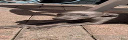 Whippet dogs for sale: Blue Kennel Club Registered Whippet pups - Advert 7