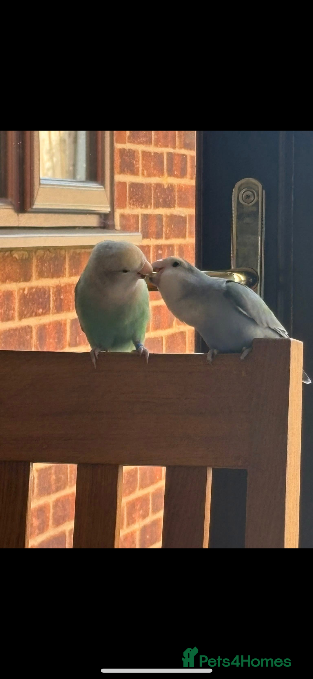 Lovebirds birds for sale: Lovebird babies - adorable - Image 5