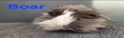 Guinea Pig rodents for sale: Beautiful Baby guinea pigs for sale  - Advert 4