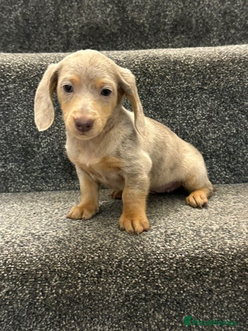 Miniature Dachshund dogs - Advert 16