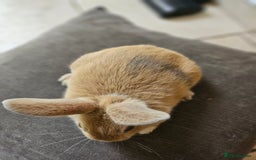 Mixed Breed rabbits for sale: Baby Bunnies Looking For New Homes - Image 3