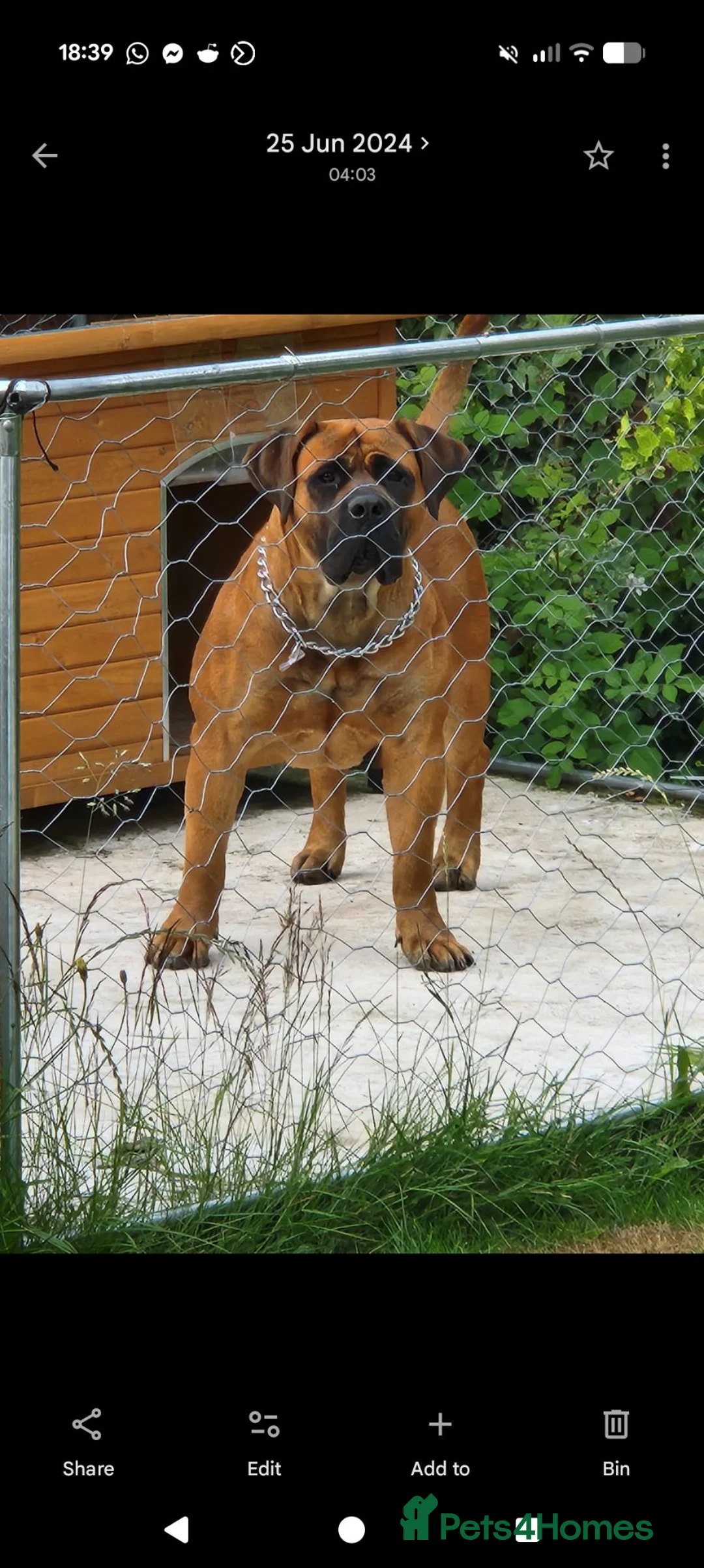 Boerboel dogs for sale: 3 year old boerboel.  - Advert 2