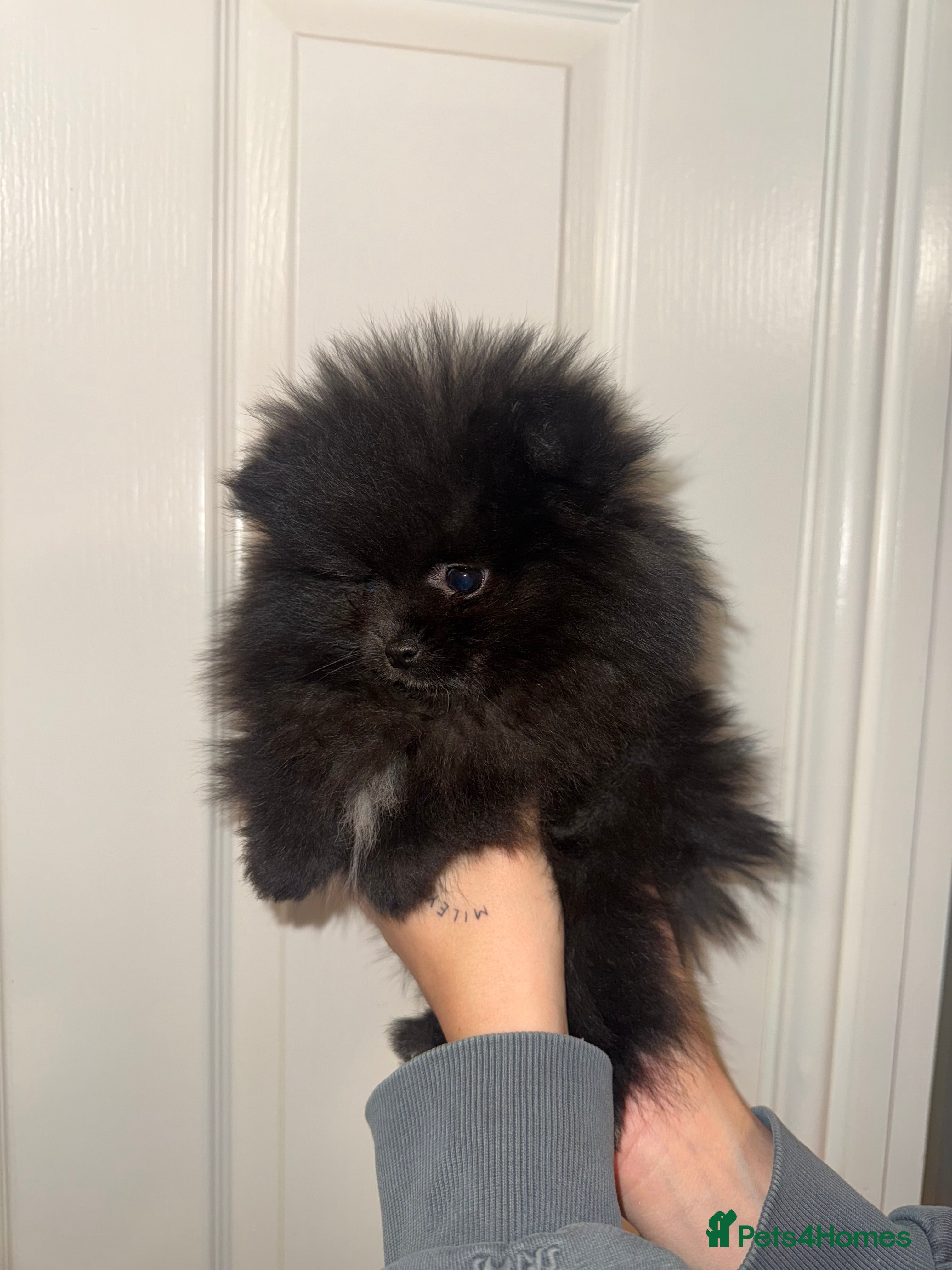 Pomeranian dogs TEDDY BEAR girl POMERANIAN READY TO GO - Advert 10