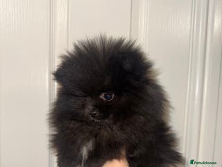 Pomeranian dogs TEDDY BEAR girl POMERANIAN READY TO GO - Advert 10