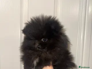 Pomeranian dogs TEDDY BEAR girl POMERANIAN READY TO GO - Advert 17