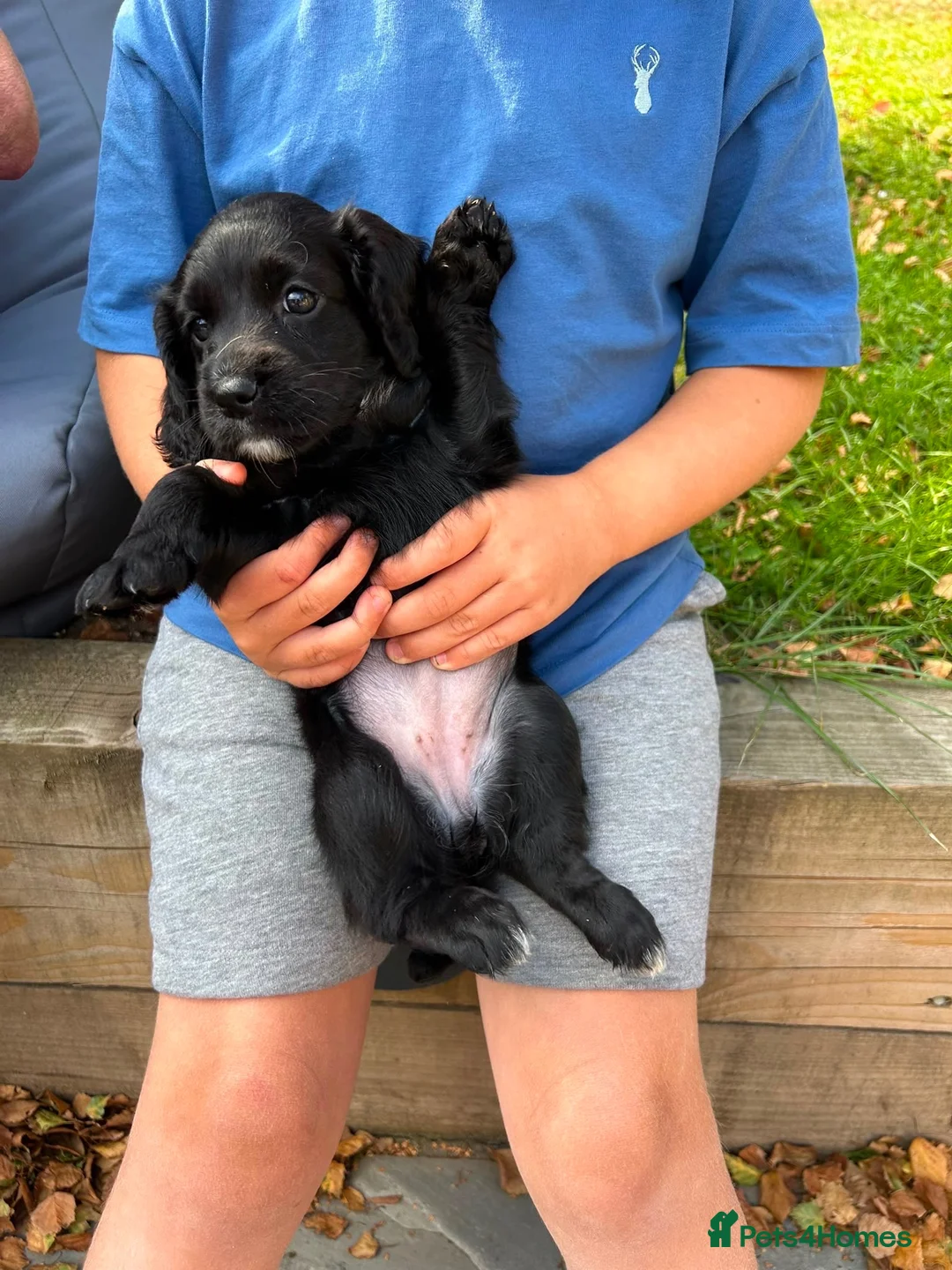 Cocker Spaniel dogs for sale: Kc working type cocker spaniels  - Advert 9