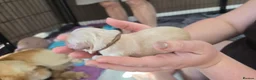 Golden Retriever dogs for sale: Beautiful Golden Retriever Pups - Advert 11