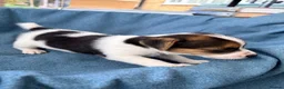 Jack Russell dogs for sale: Beautiful Jack Russell pups, petite, smooth coat.  - Advert 5