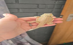 Bearded Dragon reptiles for sale: Baby bearded dragons - Image 10