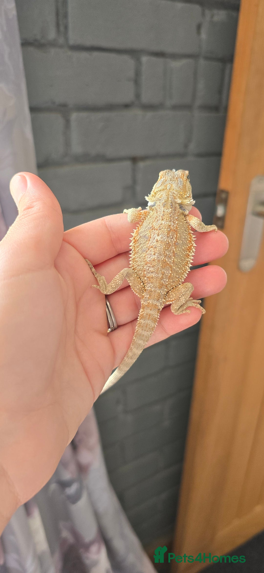 Bearded Dragon reptiles for sale: Baby bearded dragons - Image 10