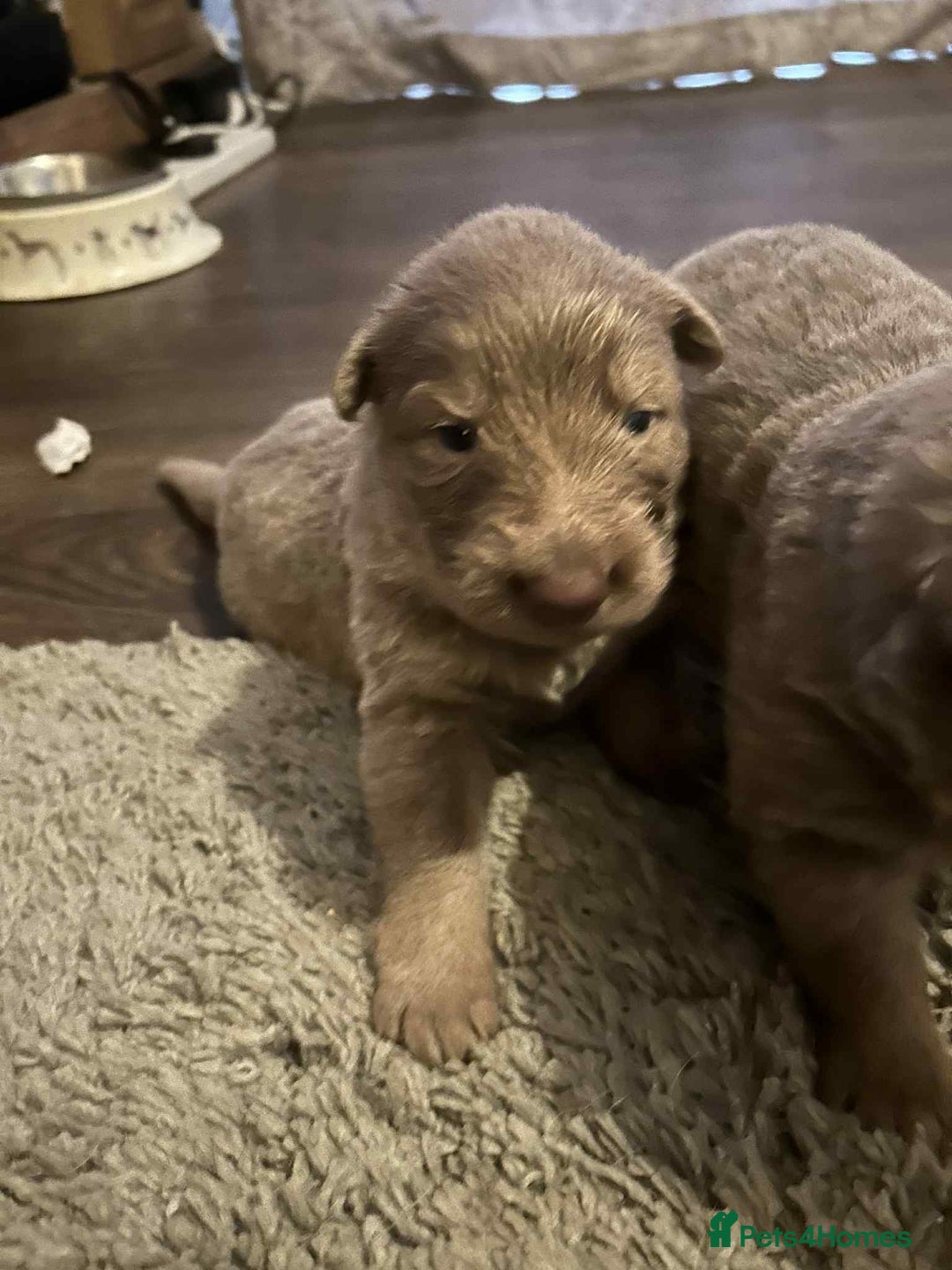 German Shepherd dogs for sale: Very rare Isabella German Shepherd pups - Image 4