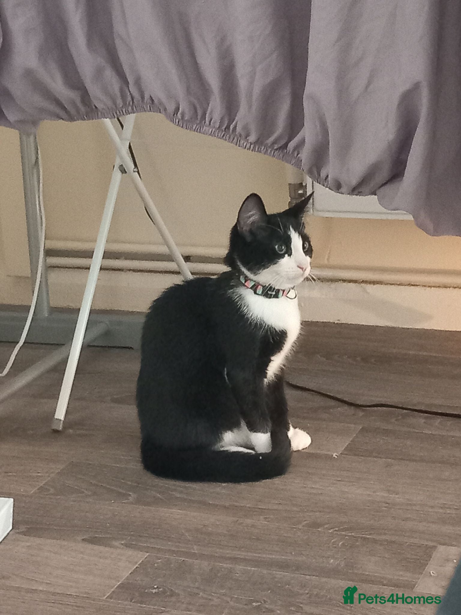 Mixed Breed cats Kitten needing home asap - Advert 2