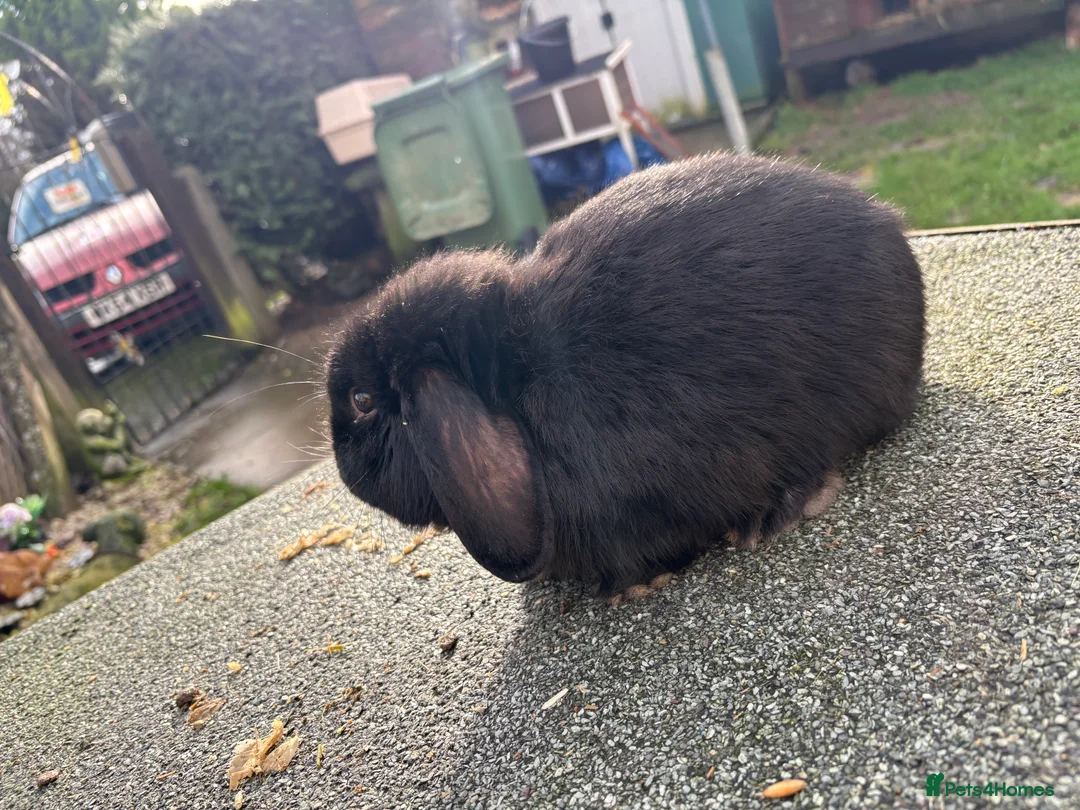 English Lop rabbits for sale: Beautiful lop boys😍🩵 - Advert 6