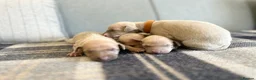 Italian Greyhound dogs for sale: Health tested KC reg Italian Greyhound Puppies  - Advert 8