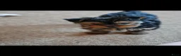 Yorkshire Terrier dogs for sale: Gorgeous Yorkshire Terrier Puppies Ready to go! 🐾 - Advert 3