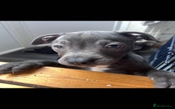 Staffordshire Bull Terrier dogs for sale: Staffy Babies Ready to leave - Image 40
